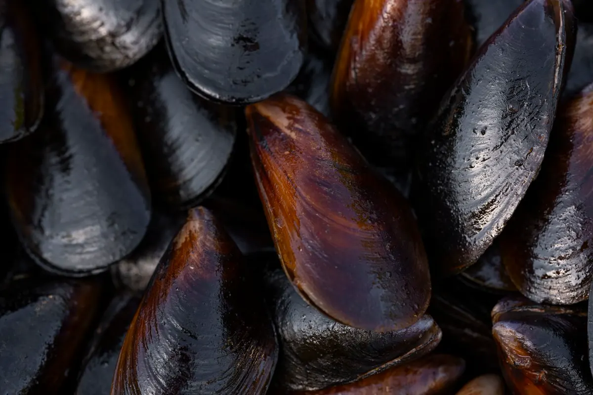 Moules