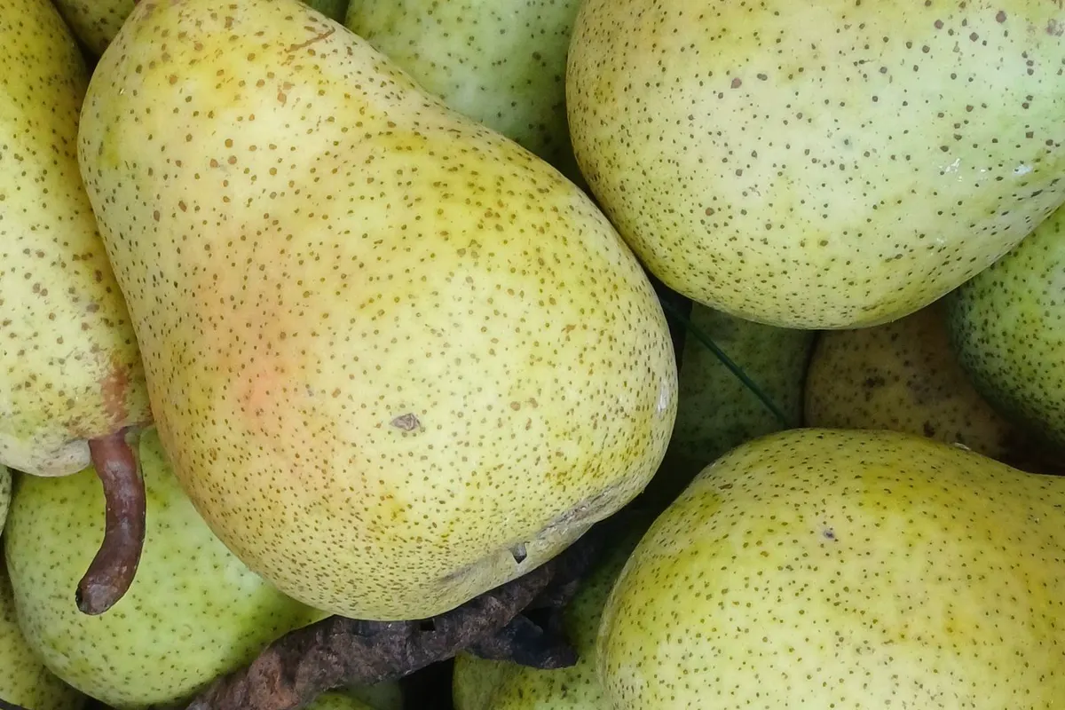 Poire