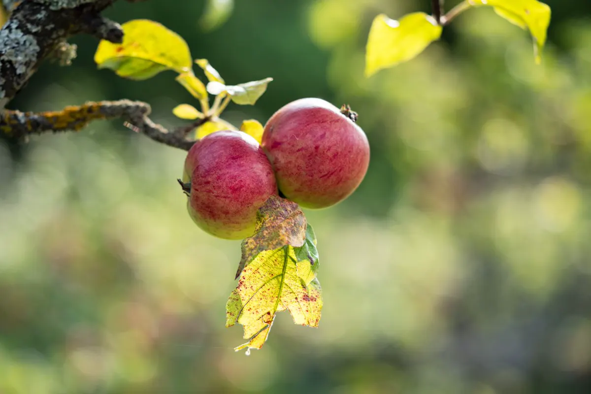 Pomme
