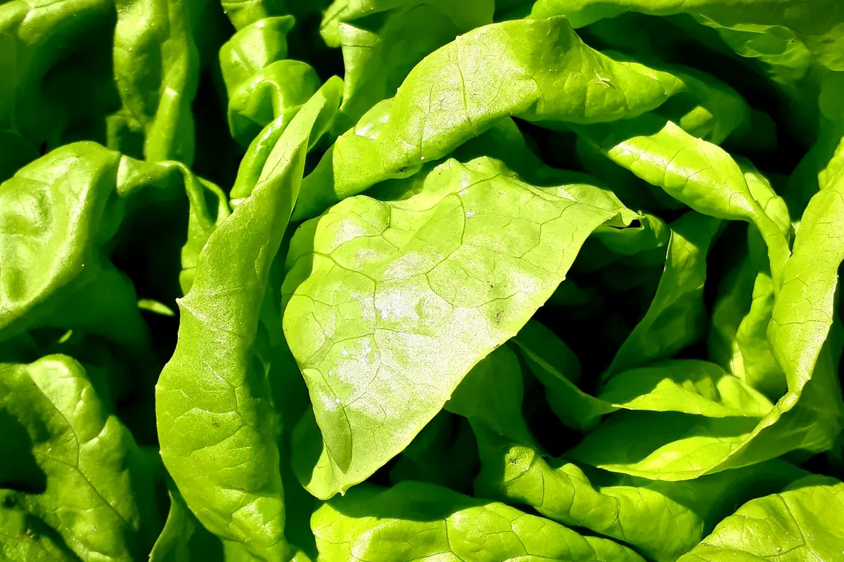Salade verte (laitue, batavia)